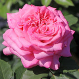 Trandafir Teahibrid Ashley - VERDENA-livrat in ghiveci plant-o-fix de 2L
