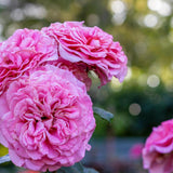 Trandafir Teahibrid Ashley - VERDENA-livrat in ghiveci plant-o-fix de 2L