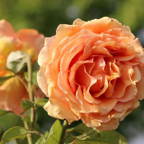 Trandafir Teahibrid Ashram - VERDENA-livrat in ghiveci plant-o-fix de 2L