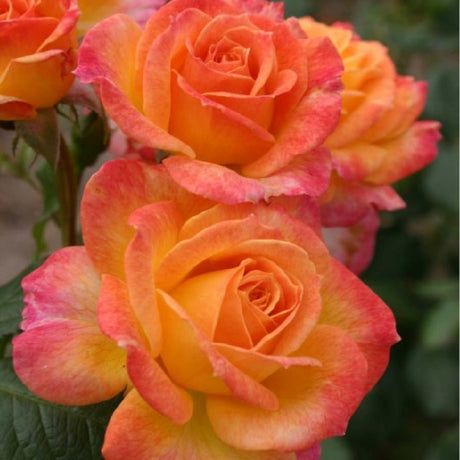 Trandafir Teahibrid auriu-portocaliu Samba, inflorire repetata - VERDENA-livrat in ghiveci plant-o-fix de 2 l