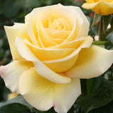 Trandafir Teahibrid Avec Amour - VERDENA-livrat in ghiveci plant-o-fix de 2L