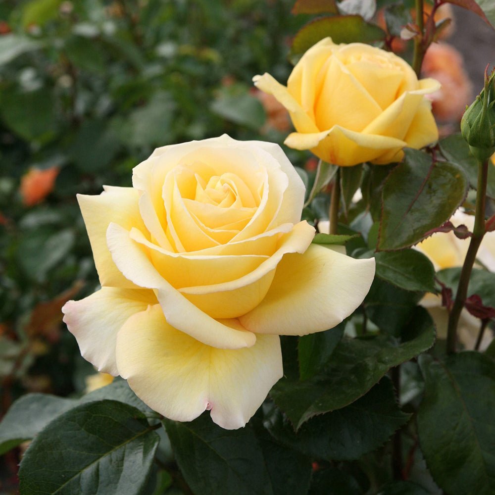 Trandafir Teahibrid Avec Amour - VERDENA-livrat in ghiveci plant-o-fix de 2L