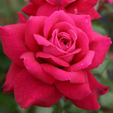 Trandafir Teahibrid Bellevue - VERDENA-livrat in ghiveci plant-o-fix de 2L