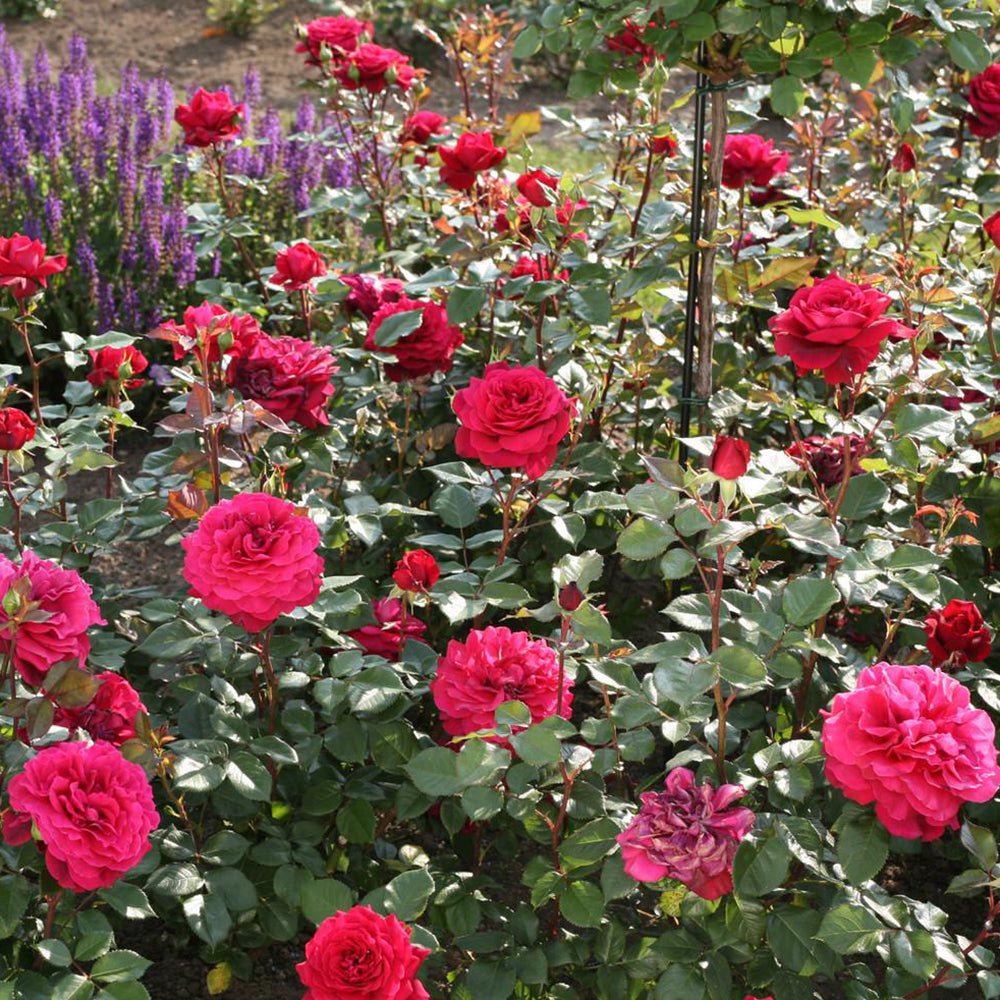 Trandafir Teahibrid Bellevue - VERDENA-livrat in ghiveci plant-o-fix de 2L