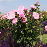 Trandafir Teahibrid Beverly - VERDENA-livrat in ghiveci plant-o-fix de 2L