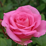 Trandafir Teahibrid Beverly - VERDENA-livrat in ghiveci plant-o-fix de 2L