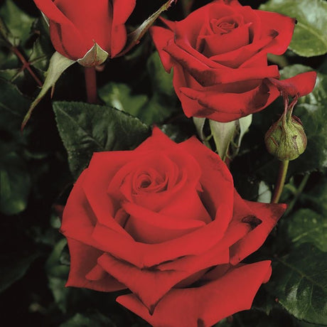 Trandafir Teahibrid Black Magic - VERDENA-livrat in ghiveci plant-o-fix de 2L