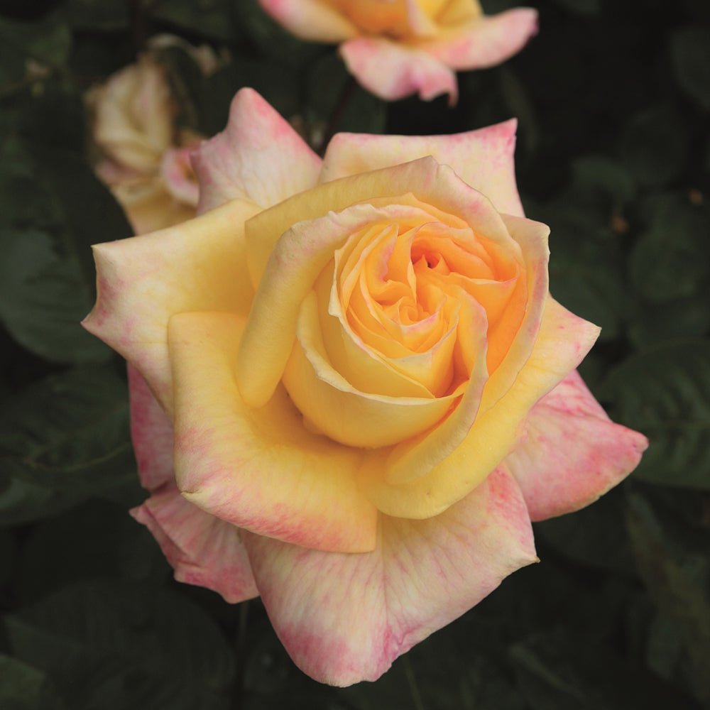Trandafir Teahibrid Canary - VERDENA-livrat in ghiveci plant-o-fix de 2L