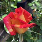 Trandafir Teahibrid Caribia - VERDENA-livrat in ghiveci plant-o-fix de 2L