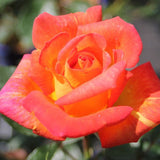 Trandafir Teahibrid Caribia - VERDENA-livrat in ghiveci plant-o-fix de 2L