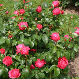 Trandafir Teahibrid Cherry Lady - VERDENA-livrat in ghiveci plant-o-fix de 2L
