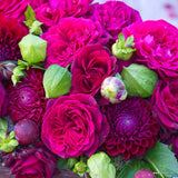 Trandafir Teahibrid Contesa Diana - VERDENA-livrat in ghiveci plant-o-fix de 2L