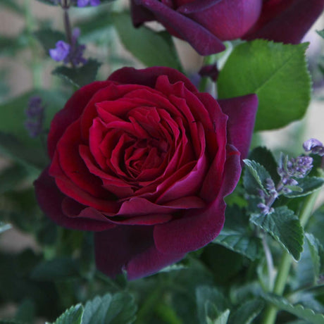 Trandafir Teahibrid Contesa Diana - VERDENA-livrat in ghiveci plant-o-fix de 2L