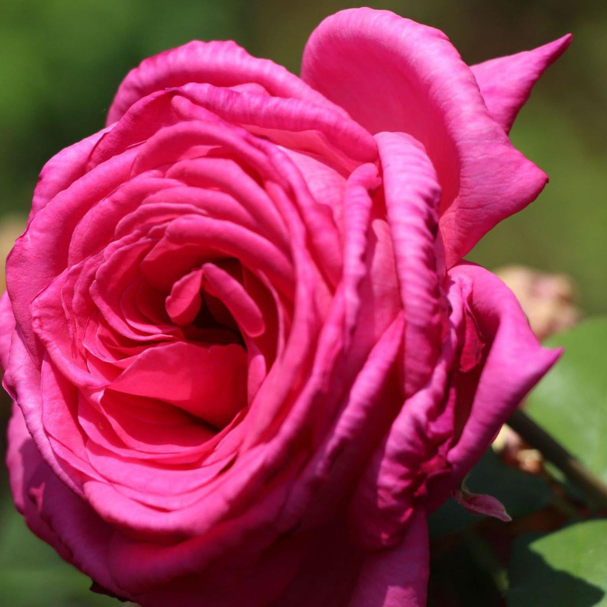 Trandafir Teahibrid Duftrausch - VERDENA-livrat in ghiveci plant-o-fix de 2L