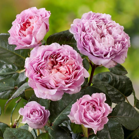 Trandafir Teahibrid Eisvogel - VERDENA-livrat in ghiveci plant-o-fix de 2L