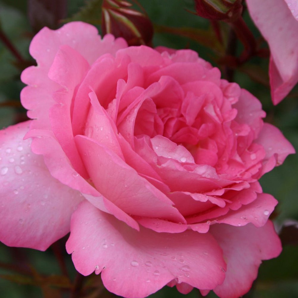 Trandafir Teahibrid Eliza - VERDENA-livrat in ghiveci plant-o-fix de 2L