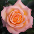 Trandafir Teahibrid Frohsinn 82 - VERDENA-livrat in ghiveci plant-o-fix de 2L
