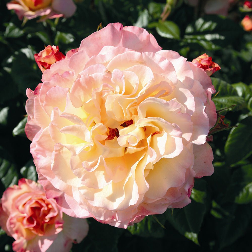Trandafir Teahibrid galben-cais Aquarell, parfum intens - VERDENA-livrat in ghiveci plant-o-fix de 2 l