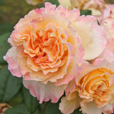 Trandafir Teahibrid galben-piersic Aquarell, parfum intens - VERDENA-livrat in ghiveci plant-o-fix de 2 l