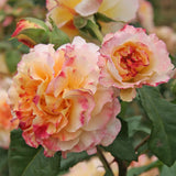 Trandafir Teahibrid galben-piersic Aquarell, parfum intens - VERDENA-livrat in ghiveci plant-o-fix de 2 l