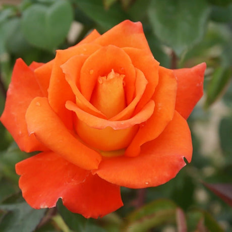 Trandafir Teahibrid galben-rosu-cupru Monica, inflorire repetata - VERDENA-livrat in ghiveci plant-o-fix de 2 l