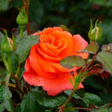 Trandafir Teahibrid galben-rosu-cupru Monica, inflorire repetata - VERDENA-livrat in ghiveci plant-o-fix de 2 l