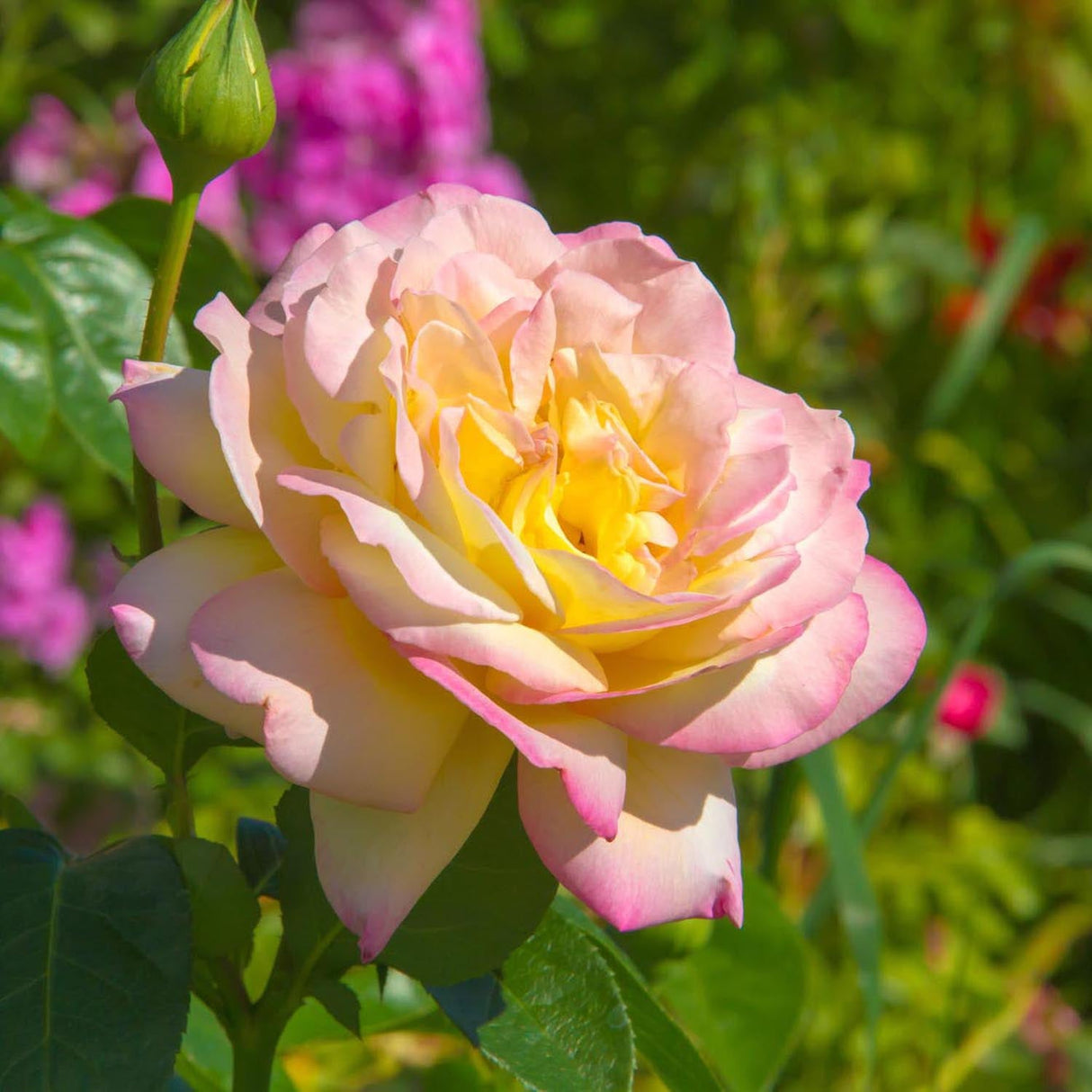 Trandafir Teahibrid Gloria Dei/Peace - VERDENA-livrat in ghiveci plant-o-fix de 2L