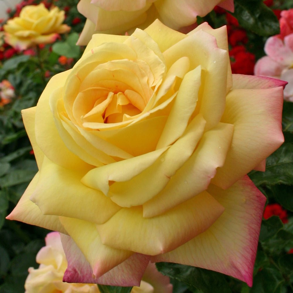 Trandafir Teahibrid Gloria Dei/Peace - VERDENA-livrat in ghiveci plant-o-fix de 2L