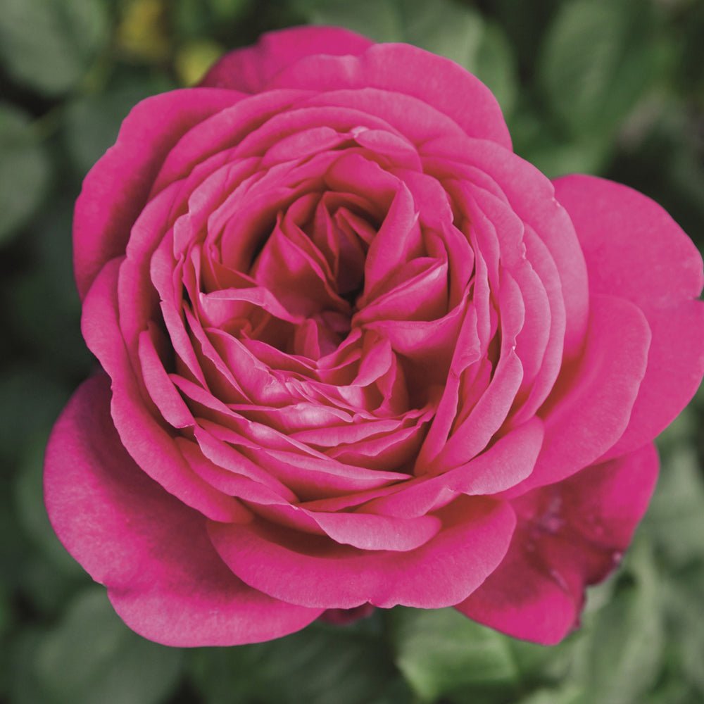 Trandafir Teahibrid Goethe-Rose - VERDENA-livrat in ghiveci plant-o-fix de 2L