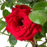 Trandafir Teahibrid Herz Ass - VERDENA-livrat in ghiveci plant-o-fix de 2L
