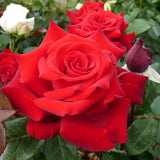 Trandafir Teahibrid Herz Ass - VERDENA-livrat in ghiveci plant-o-fix de 2L