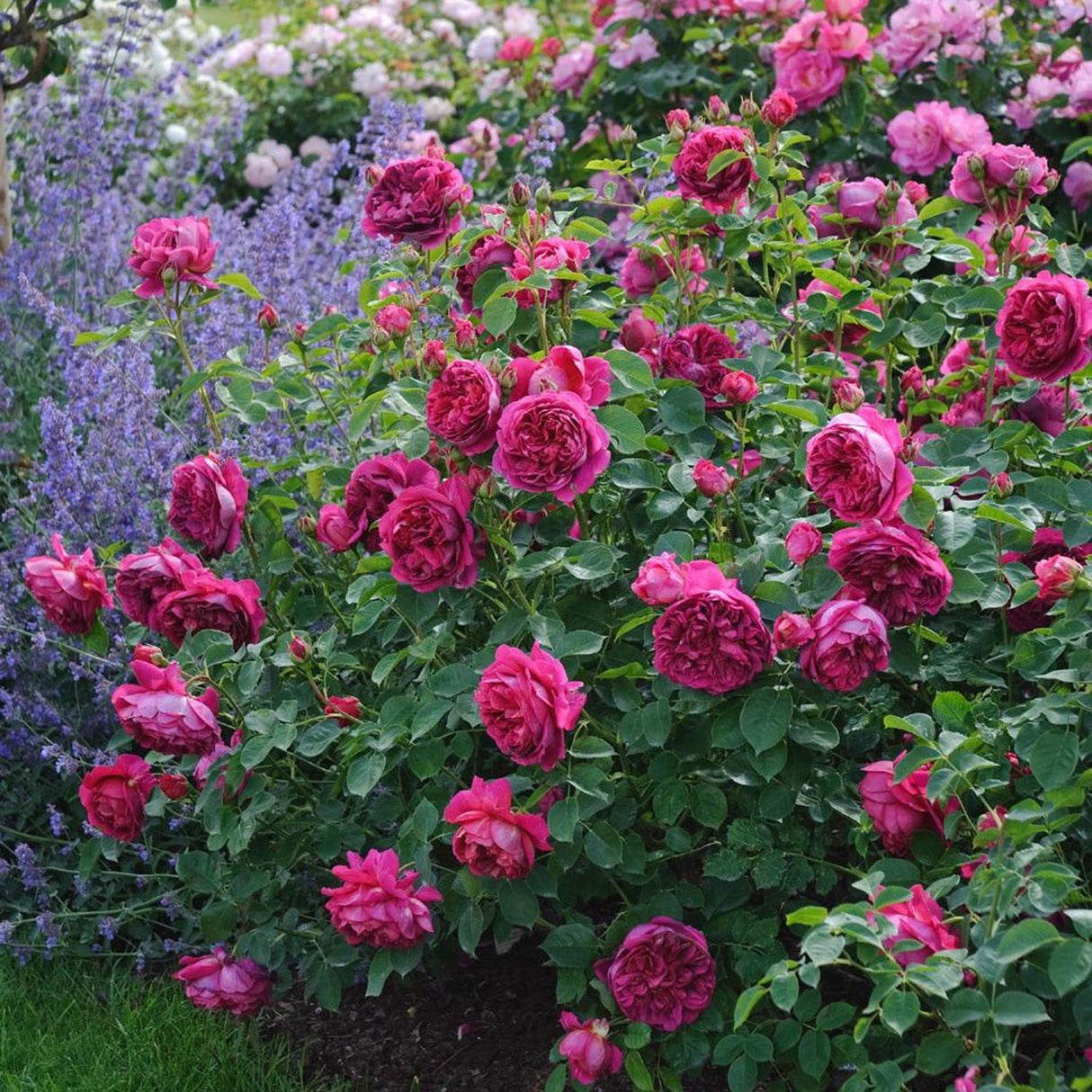 Trandafir Teahibrid Hot Lady - VERDENA-livrat in ghiveci plant-o-fix de 2L