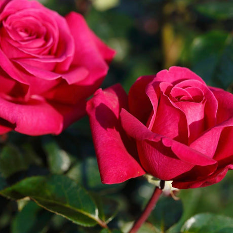 Trandafir Teahibrid Hot Lady - VERDENA-livrat in ghiveci plant-o-fix de 2L