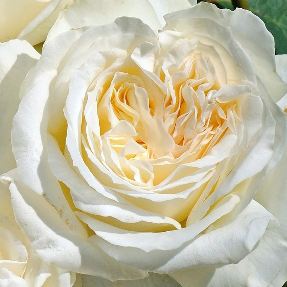 Trandafir Teahibrid Irina - VERDENA-livrat in ghiveci plant-o-fix de 2L
