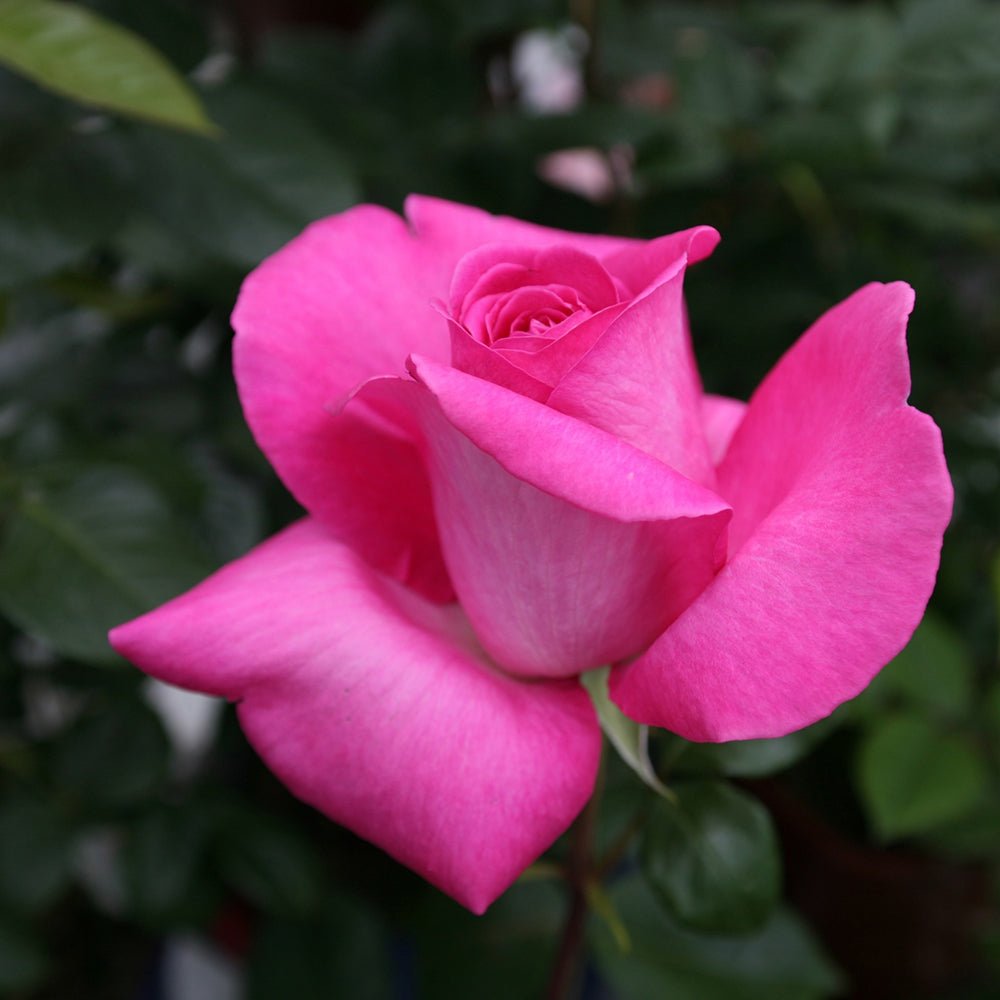 Trandafir Teahibrid Lady Like - VERDENA-livrat in ghiveci plant-o-fix de 2L