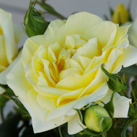 Trandafir Teahibrid Limona - VERDENA-livrat in ghiveci plant-o-fix de 2L