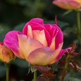 Trandafir Teahibrid magenta-galben Maleica, parfum intens - VERDENA-livrat in ghiveci plant-o-fix de 2 l