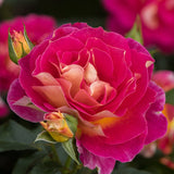 Trandafir Teahibrid magenta-galben Maleica, parfum intens - VERDENA-livrat in ghiveci plant-o-fix de 2 l