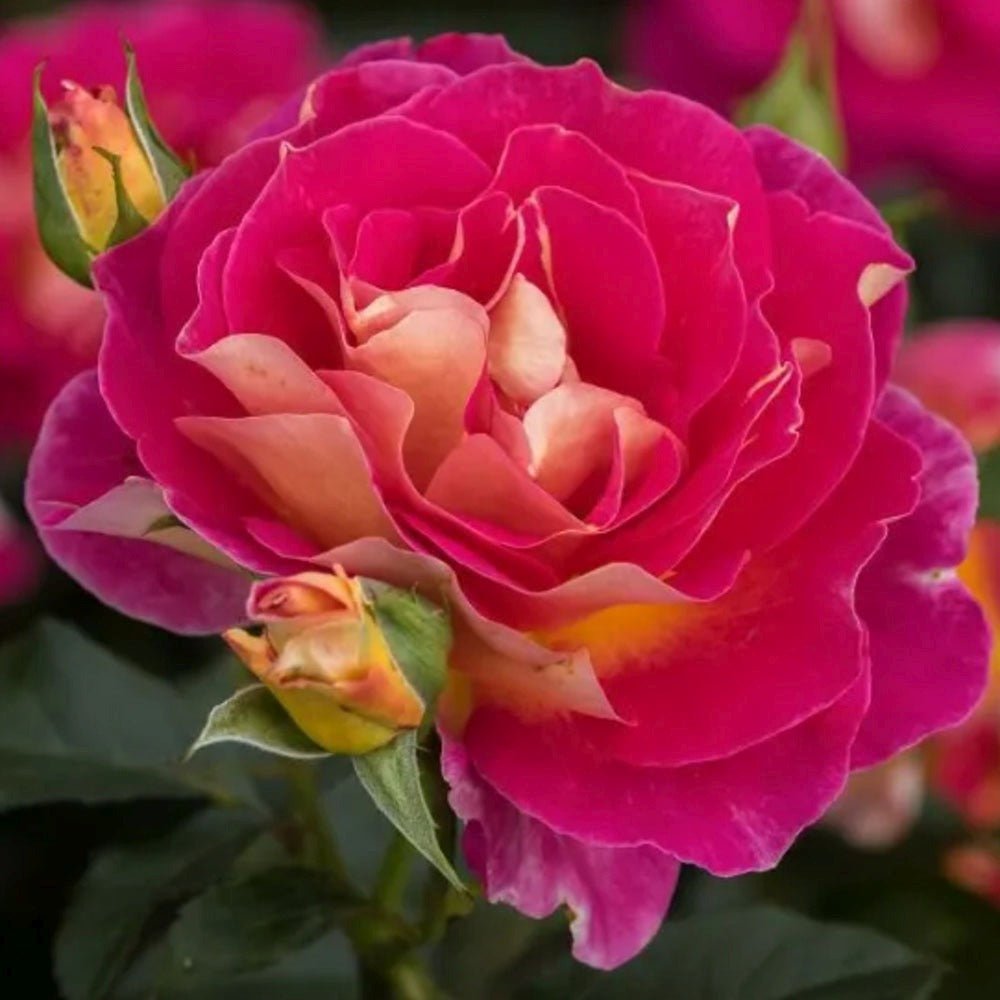 Trandafir Teahibrid magenta-piersica Maleica, parfum intens - VERDENA-livrat in ghiveci plant-o-fix de 2 l