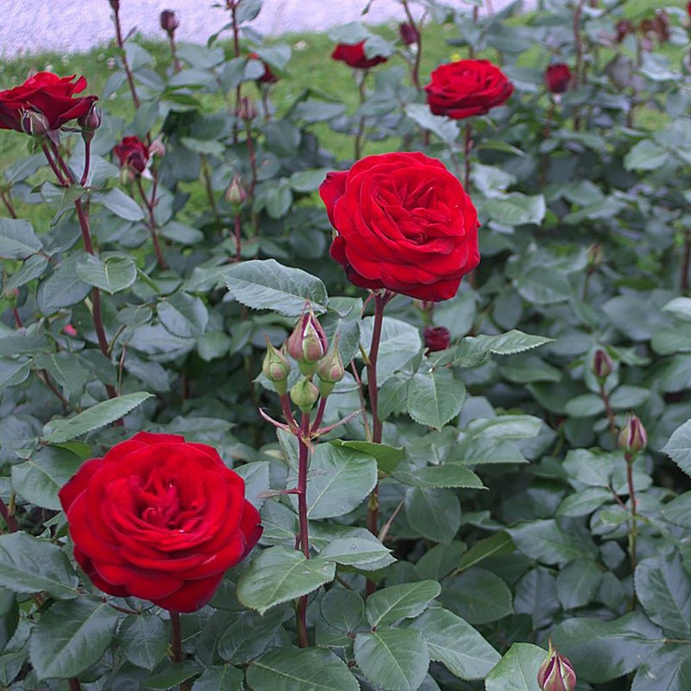 Trandafir Teahibrid Marlene - VERDENA-livrat in ghiveci plant-o-fix de 2L