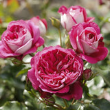 Trandafir Teahibrid Maxim - VERDENA-livrat in ghiveci plant-o-fix de 2L