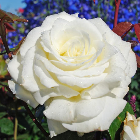 Trandafir Teahibrid Memoire - VERDENA-livrat in ghiveci plant-o-fix de 2L