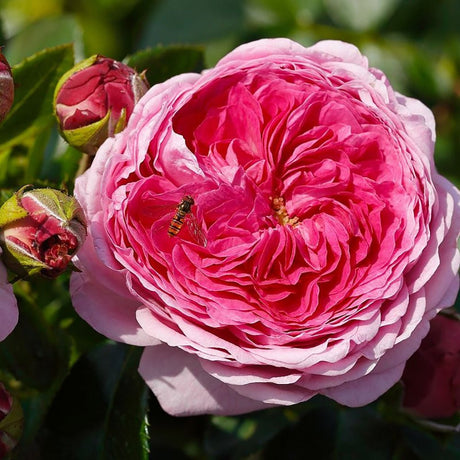 Trandafir Teahibrid Modern Art - VERDENA-livrat in ghiveci plant-o-fix de 2L