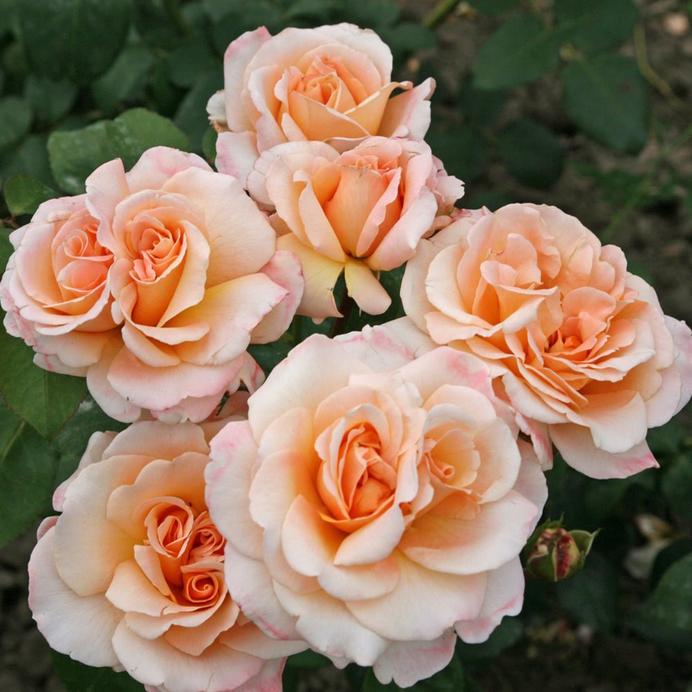 Trandafir Teahibrid Oh Happy Day - VERDENA-livrat in ghiveci plant-o-fix de 2L