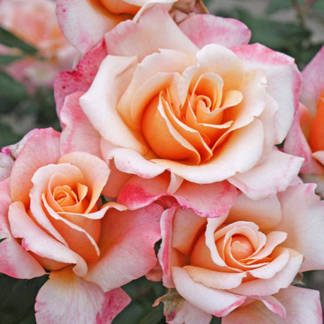 Trandafir Teahibrid Oh Happy Day - VERDENA-livrat in ghiveci plant-o-fix de 2L