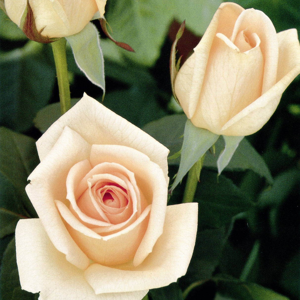 Trandafir Teahibrid Osiana - VERDENA-livrat in ghiveci plant-o-fix de 2L