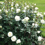 Trandafir Teahibrid Polarstern - VERDENA-livrat in ghiveci plant-o-fix de 2L