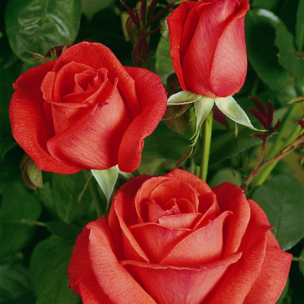 Trandafir Teahibrid portocaliu-somon Super Star, cu parfumat intens - VERDENA-livrat in ghiveci plant-o-fix de 2 l