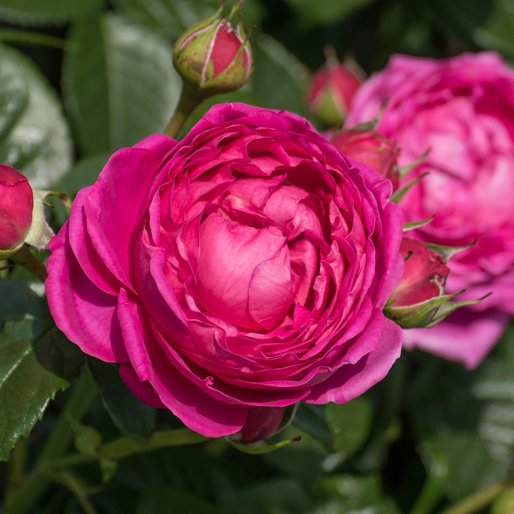 Trandafir Teahibrid purpur roz-inchis Anuschka, parfum intens - VERDENA-livrat in ghiveci plant-o-fix de 2 l