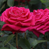 Trandafir Teahibrid purpur-violet Noblesse, parfum intens - VERDENA-livrat in ghiveci plant-o-fix de 2 l